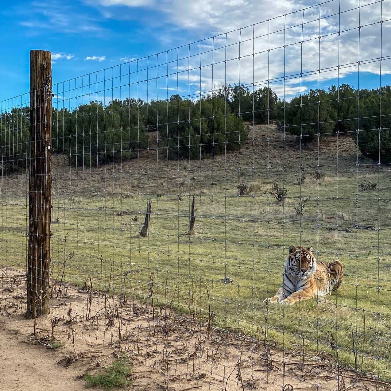 Rescue Rebuild - It's #WorldWildlifeDay and we want to... | Facebook