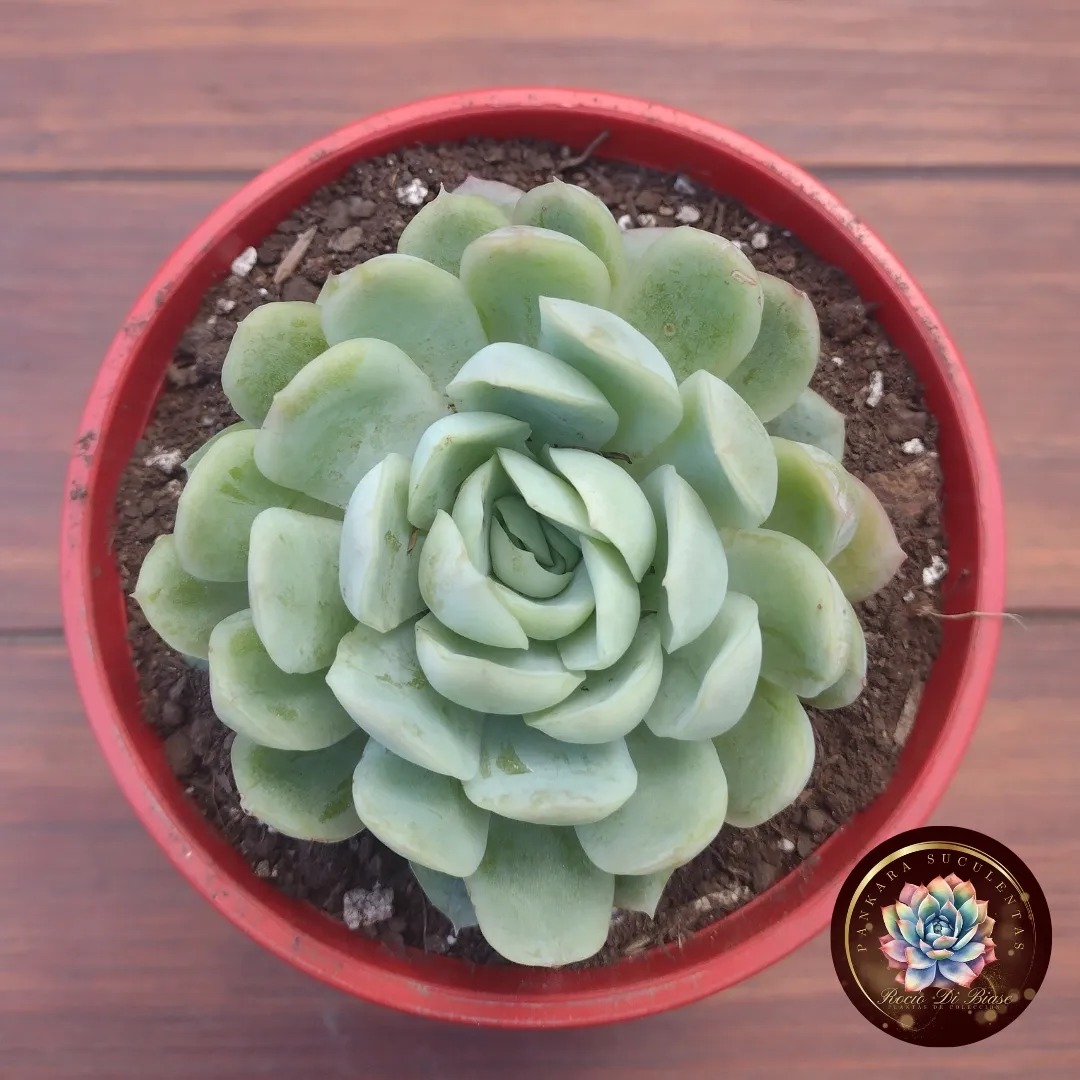 Echeveria elegans 🐞 . . . . Si... - Pankara Suculentas