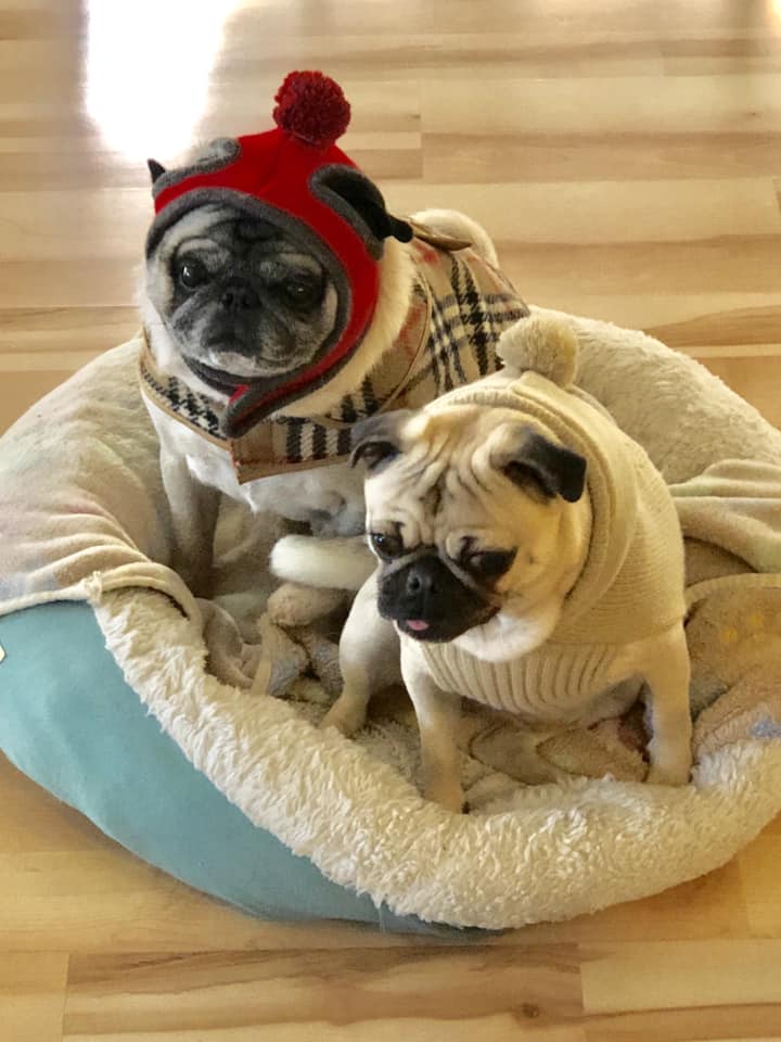 Lena the Pug