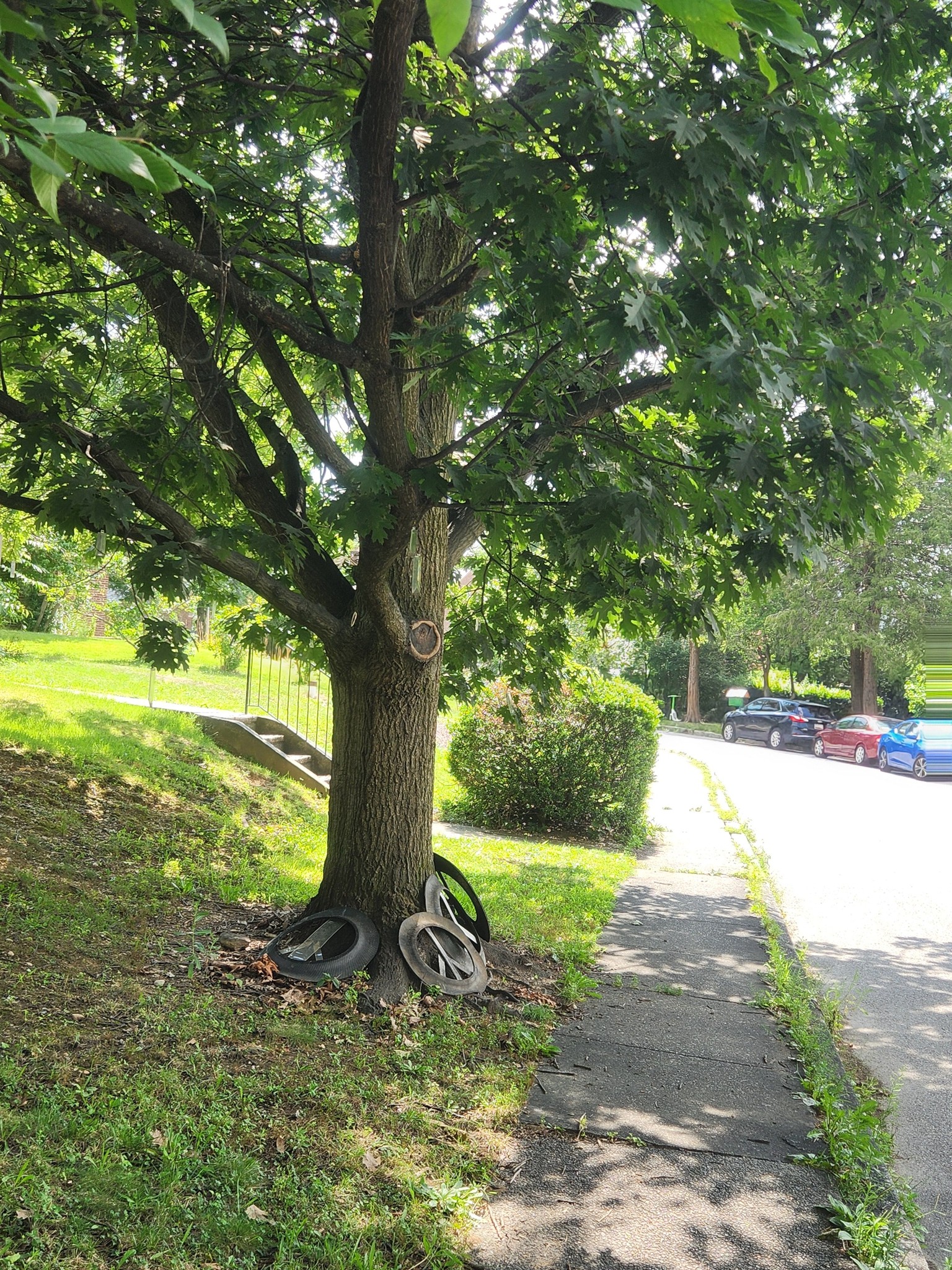The Peace Tree still existing