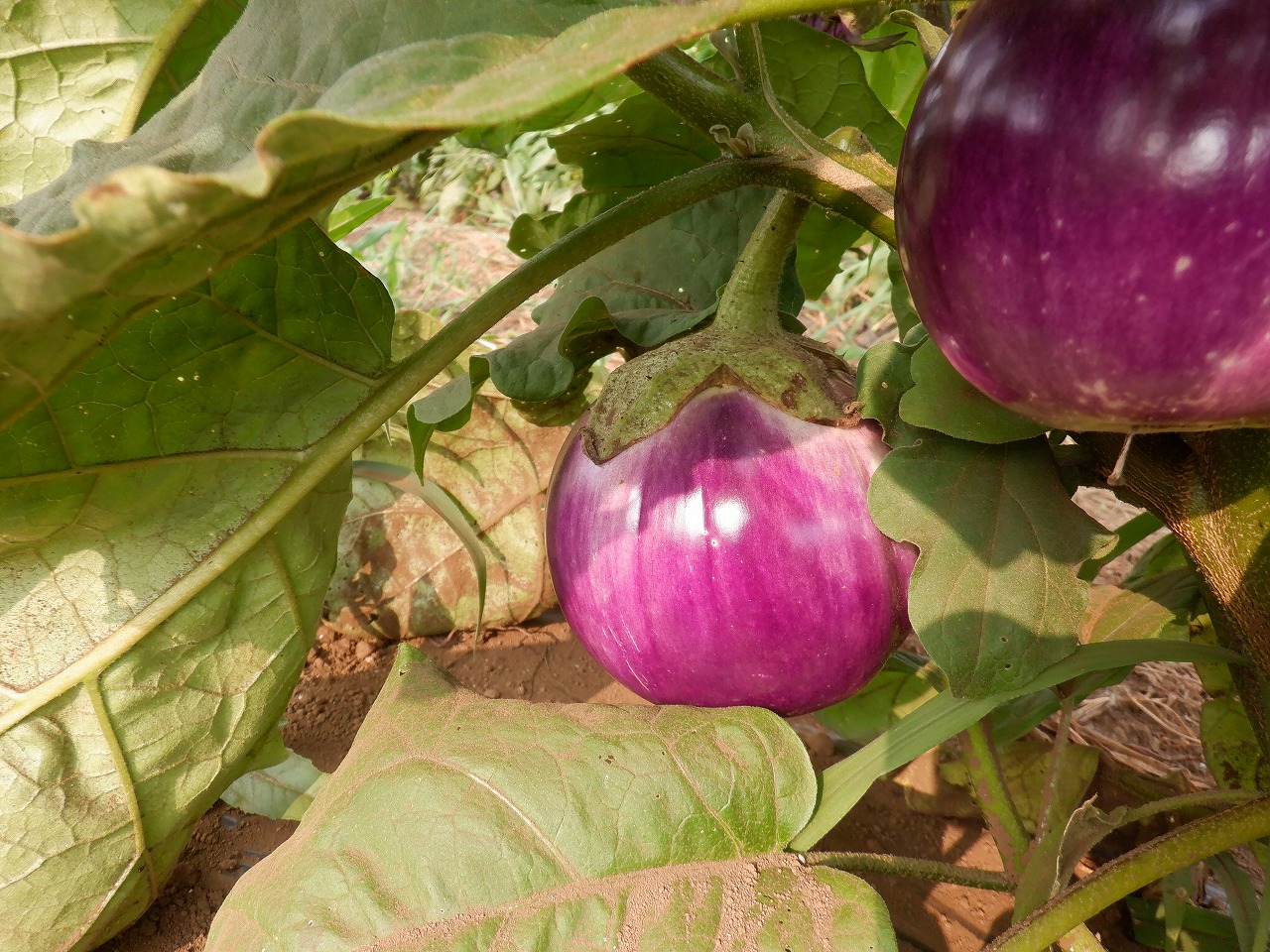 MiMi 野菜