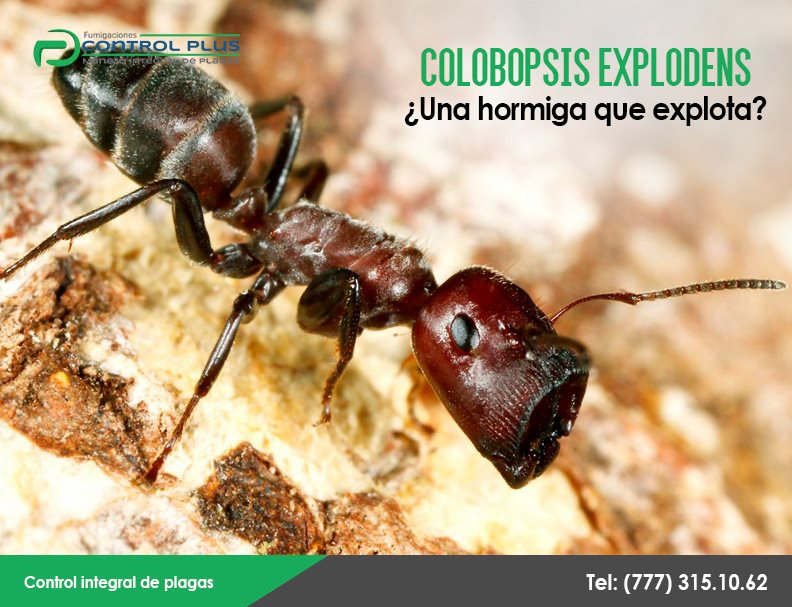 Fumigaciones Control Plus - Conoce a la COLOBOPSIS EXPLODENS, se trata ...