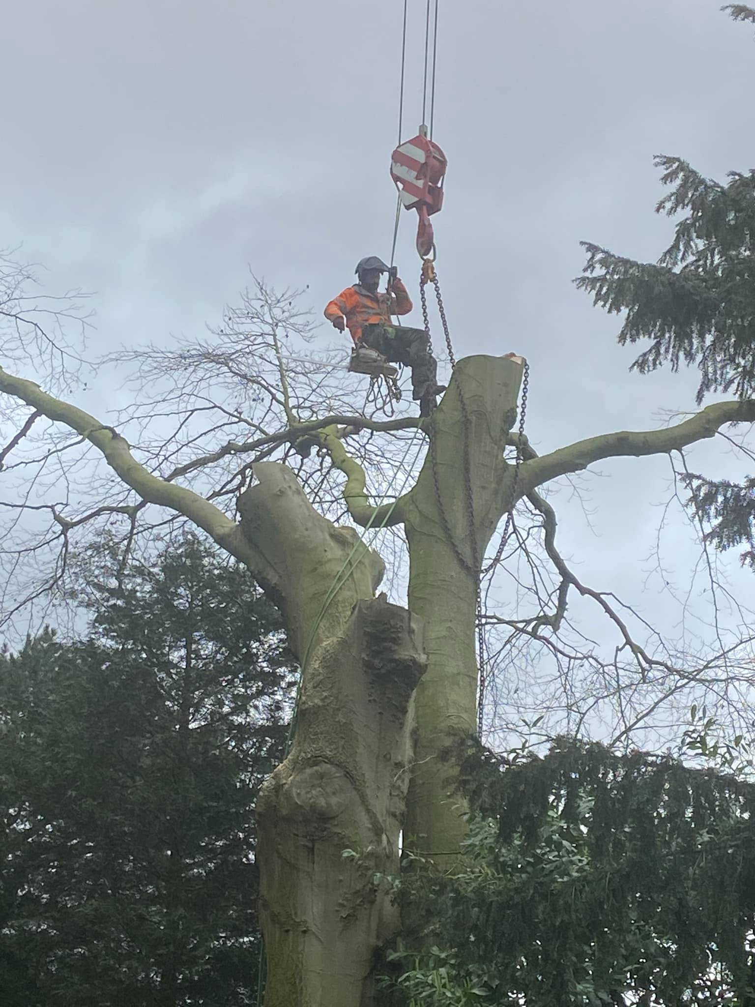 SW Tree Surgery | Lichfield