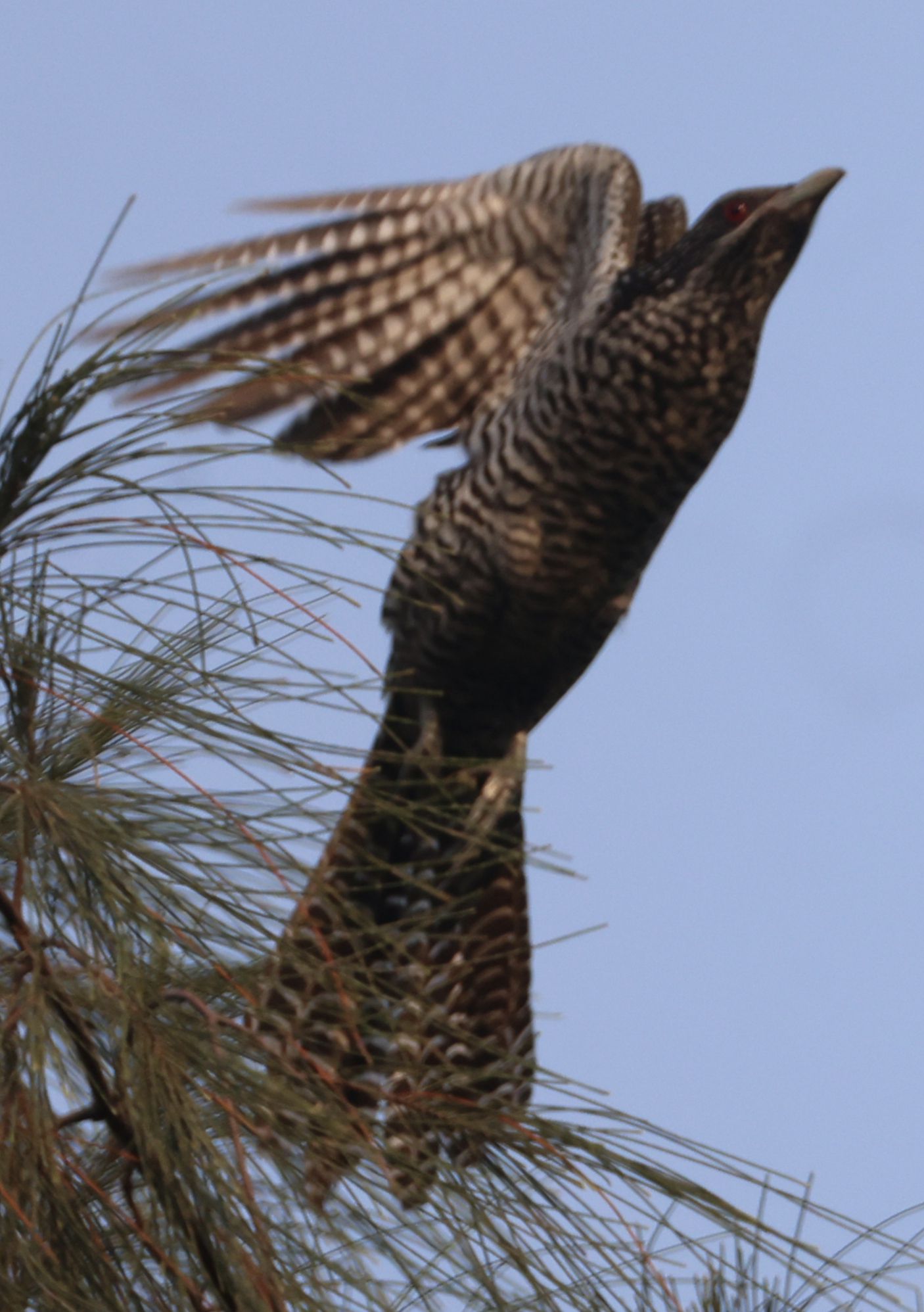 Sanctuary Nature Foundation - Group | asian koel in flight.... | Facebook