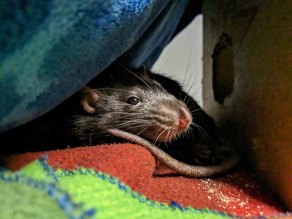 Raterie Ducharme / Ducharme's Rattery | Sherbrooke QC