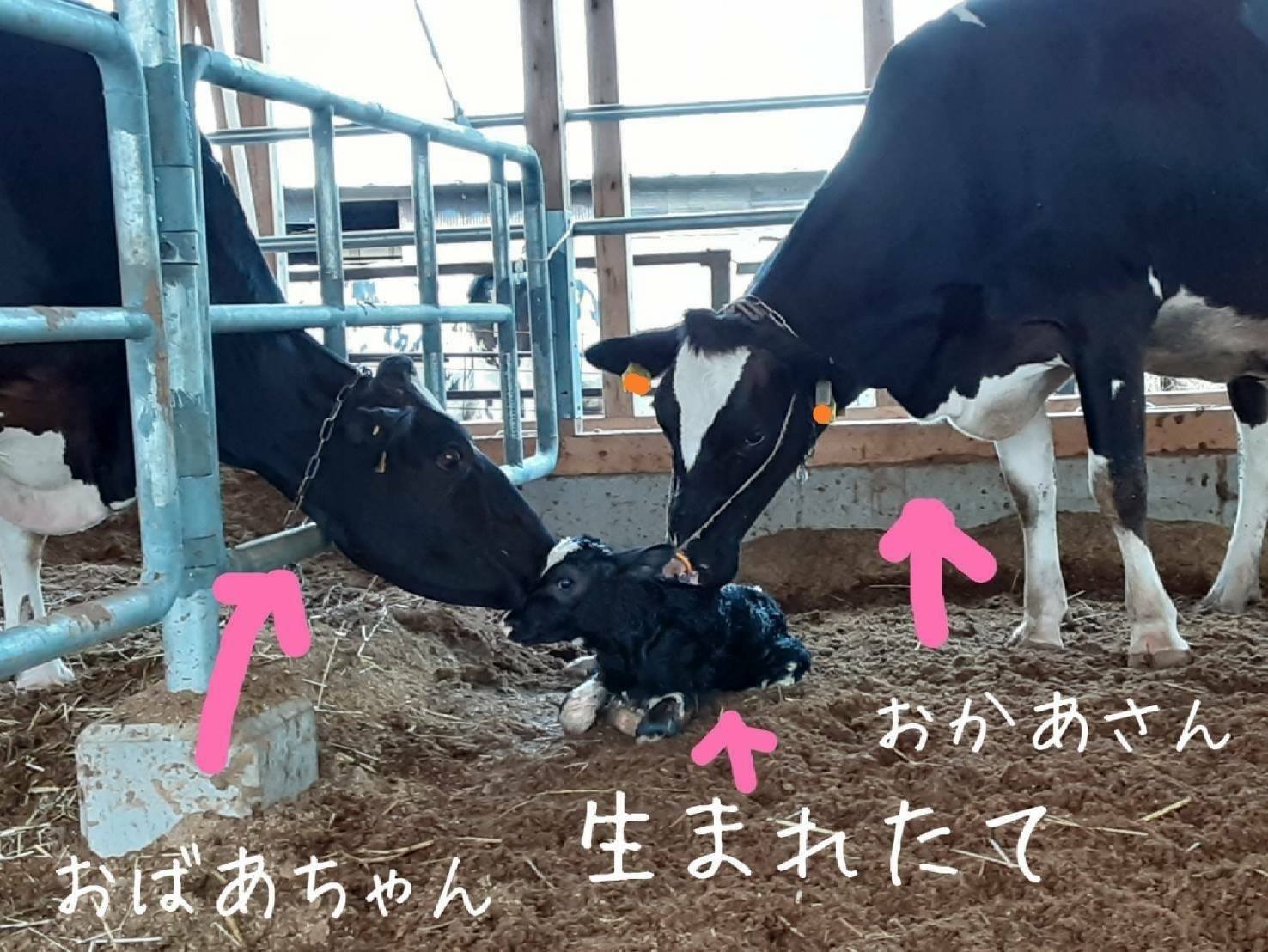 レナードさん 無事に出産 レナードさんが おいしい牛乳をめざして 福井県あわら 田嶋牧場 Facebook