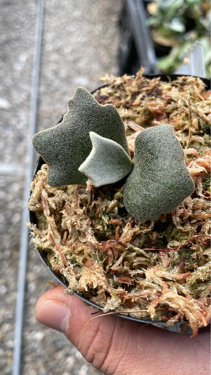 P. Willinckii 