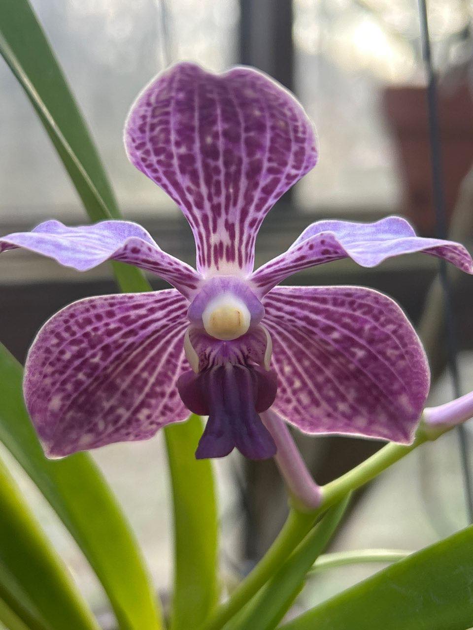 Vanda Twinkle orchid hybrid by Masao Yamada