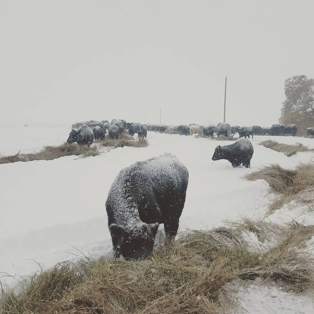 Grosfield Ranch