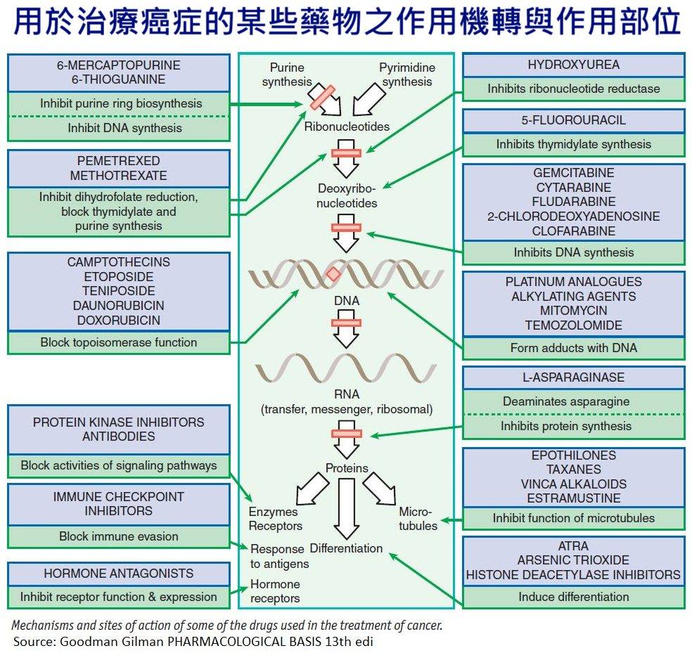 臨床筆記社團 | # 🛜**一些抗癌藥物的作用機轉與作用部位** (Mechanisms and Sites of Action of ...