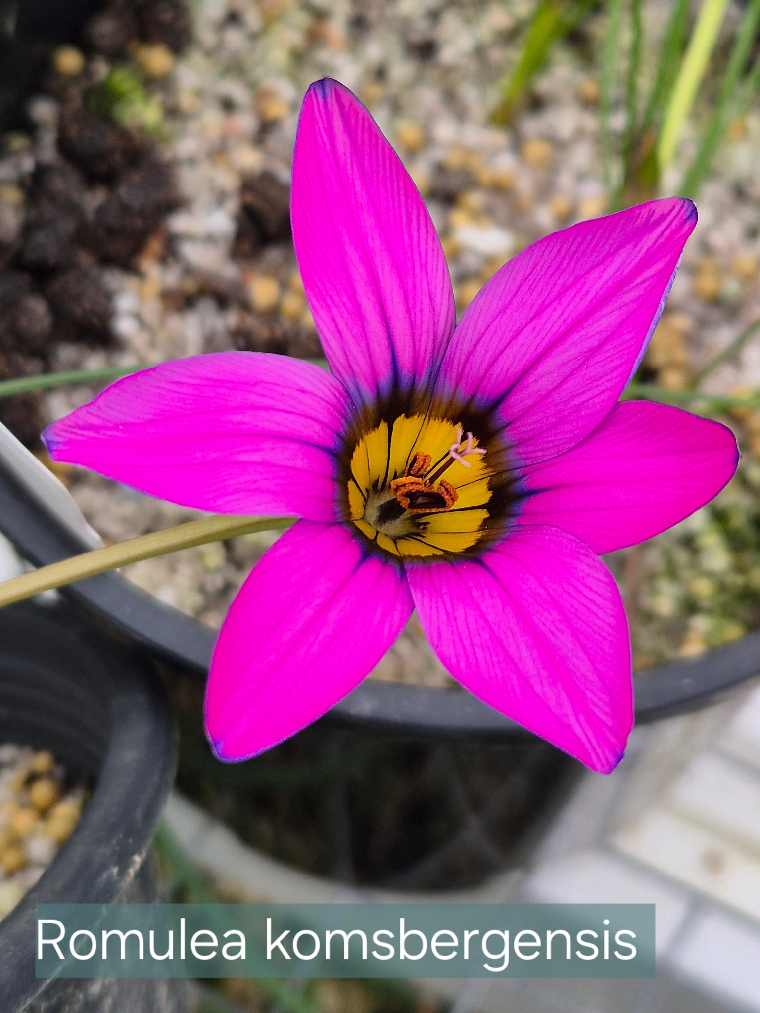 Ixia pumilio. Ixia pumilio