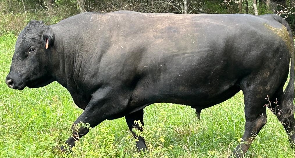C&B Bull Rental | Rogersville MO