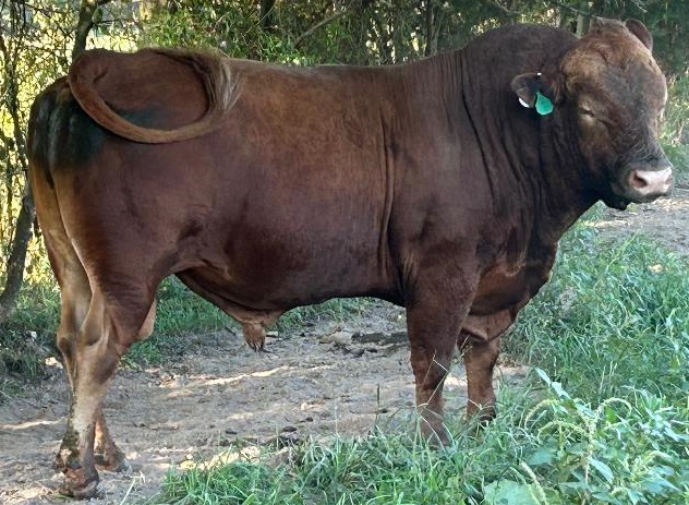 C&B Bull Rental | Rogersville MO