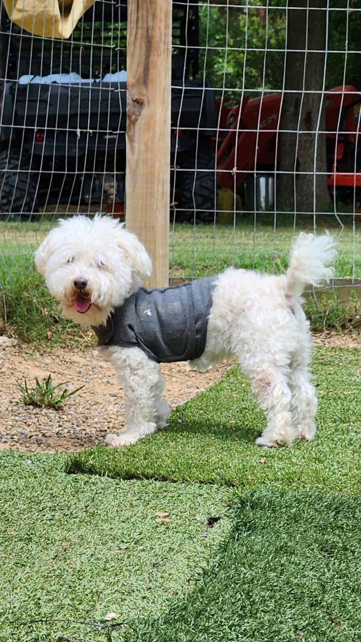 Lost white poodle named Mimi in Searcy on Hwy 13 | Judsonia, AR