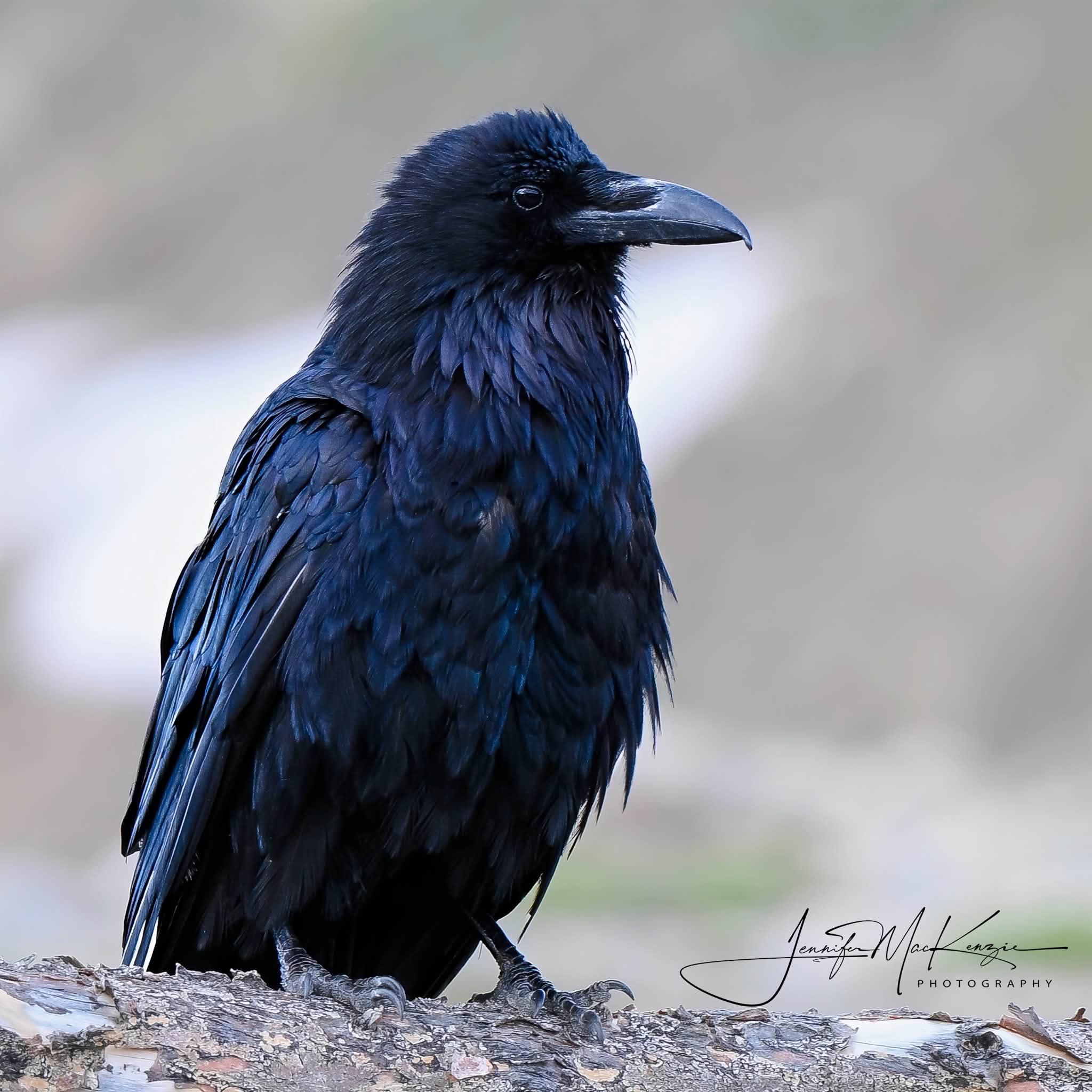 Ravens of Trail Ridge Nikon Z6iii Lens NIKKOR Z 180-600mm f/5.6-6.3 VR