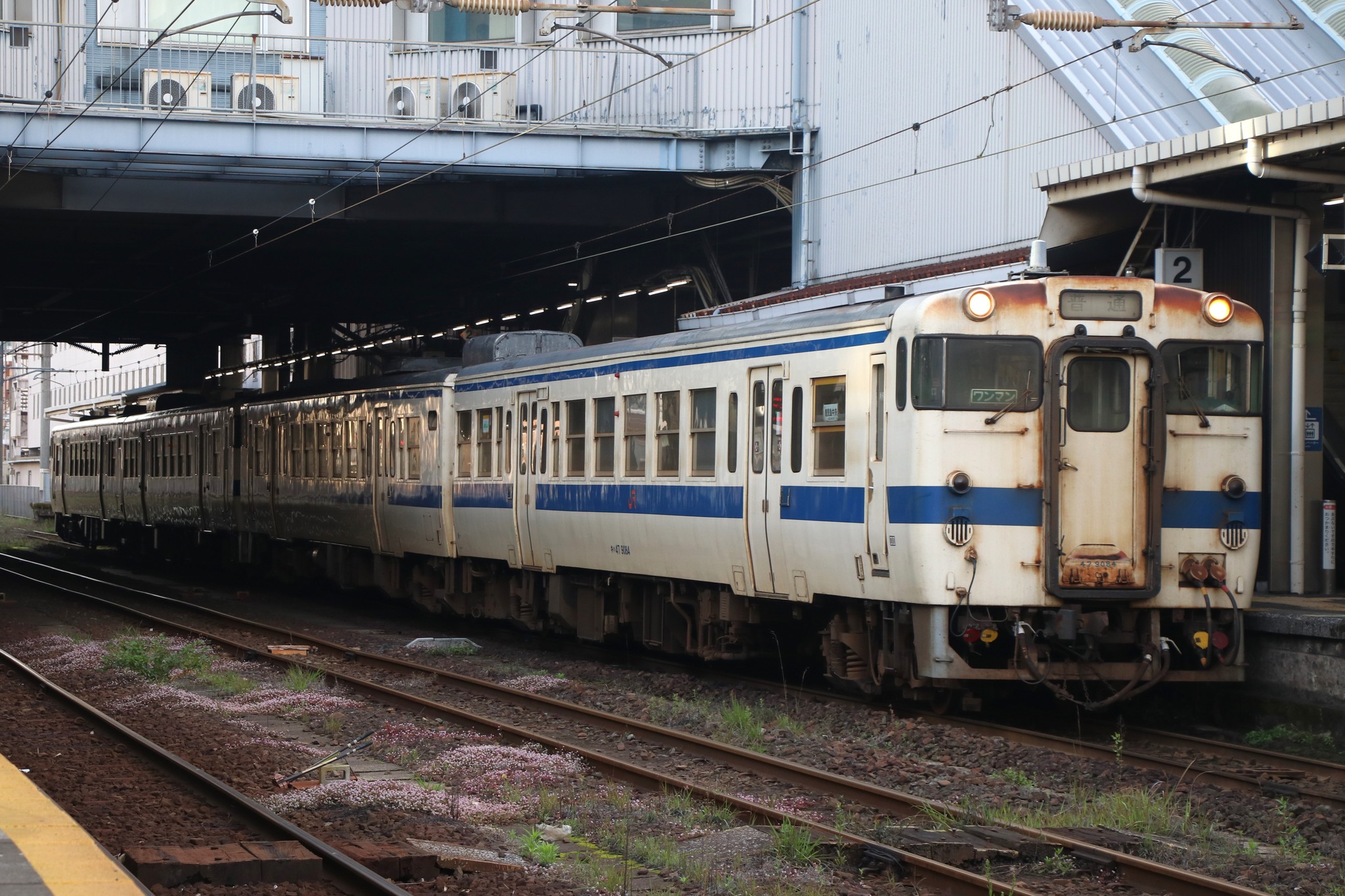 JR九州 指宿枕崎線 キハ47形 普通 鹿児島中央 2024.3.30