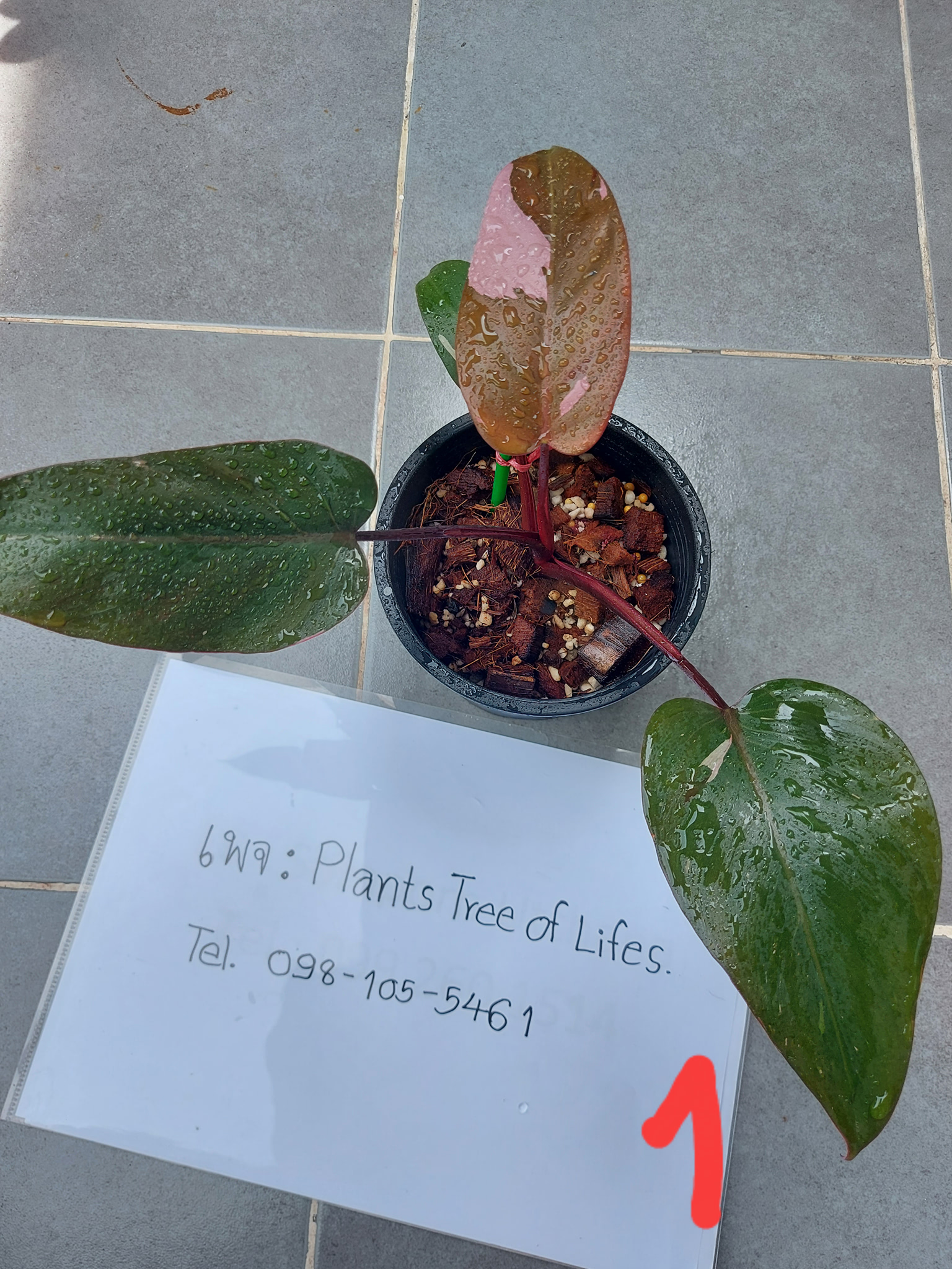 🍀Philodendron pink princess🍀... - Plants Tree Of Lifes. | Facebook