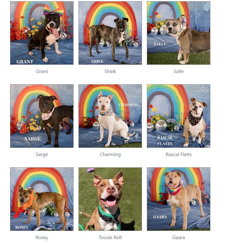 Urgent dog adoptions needed at ACCT Philly shelter