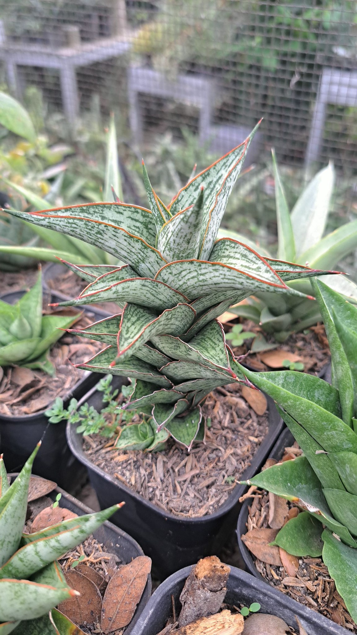 Sansevieria Manny Pacquiao hybrid plant