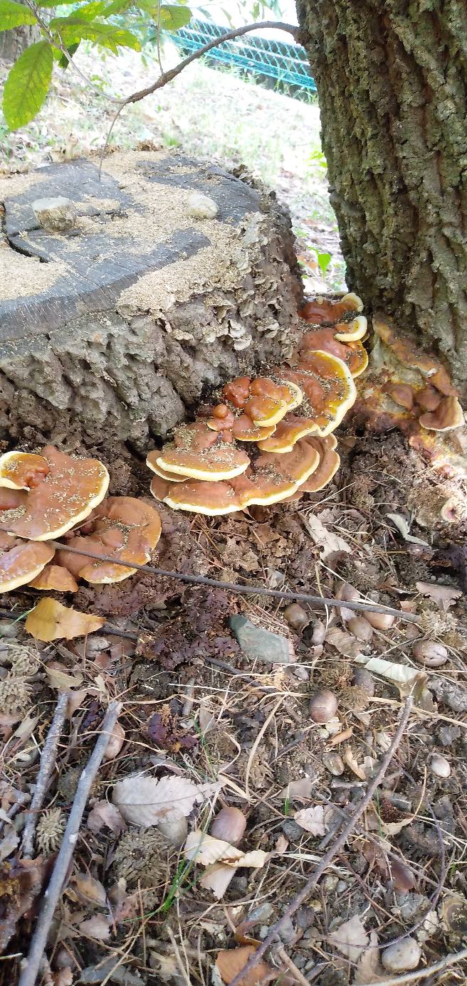 Puffball mushroom キノコ 霊 芝 きのこアルバム マンネンタケ