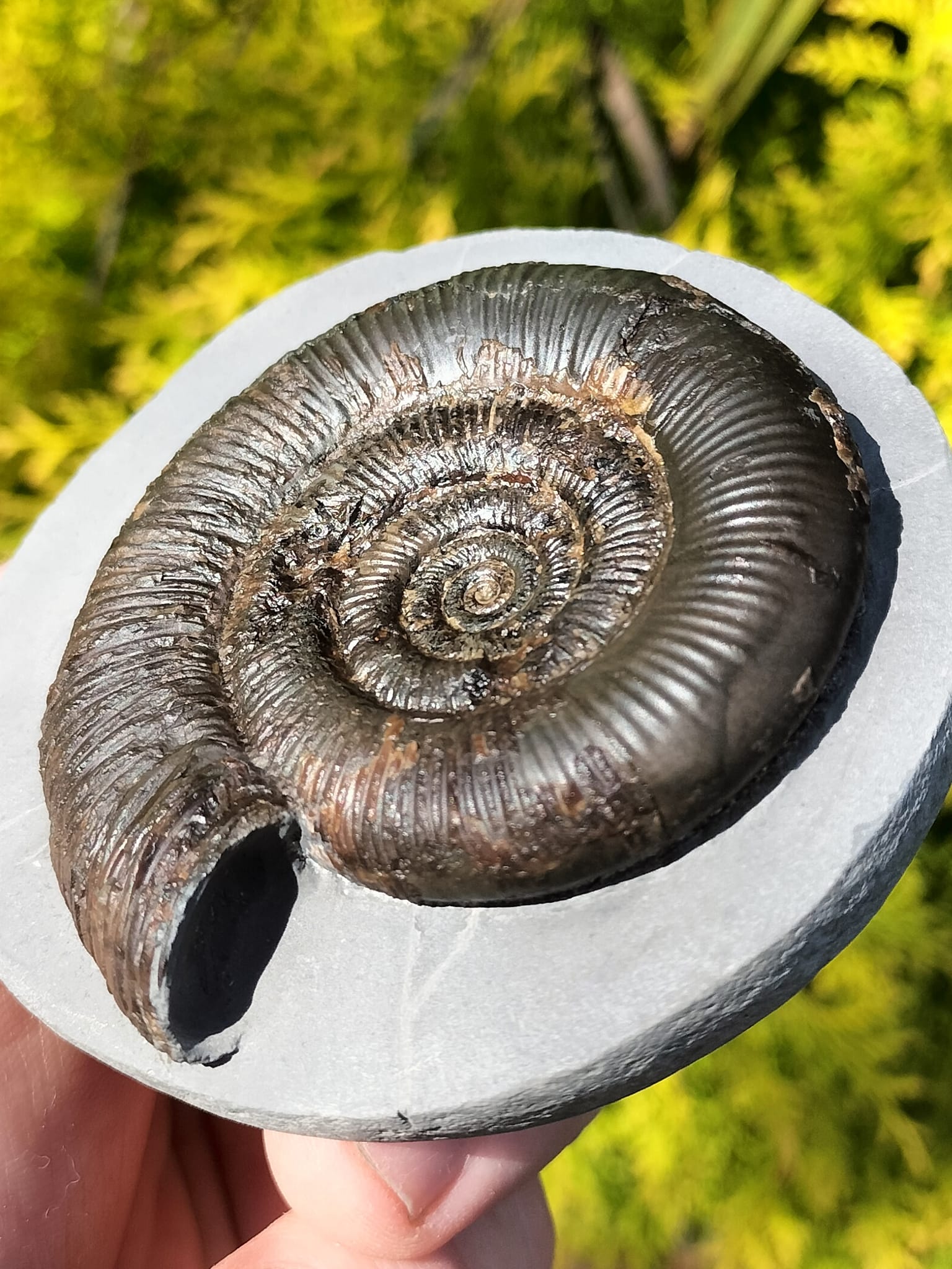 Fossils of Yorkshire | Redcar