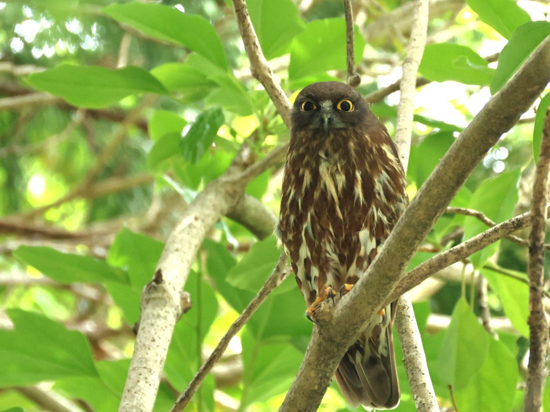 今朝はアオバズクに会いに 行ってきました アオバズク 鳥撮り 探鳥 お