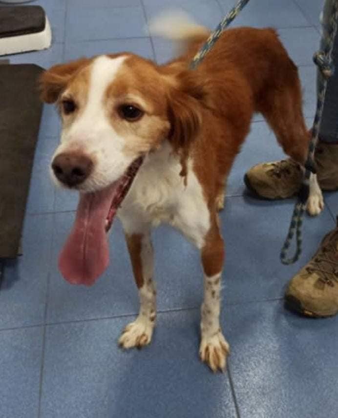 ** Fundraiser for pound dog... - Breton & Spaniel Rescue | Facebook