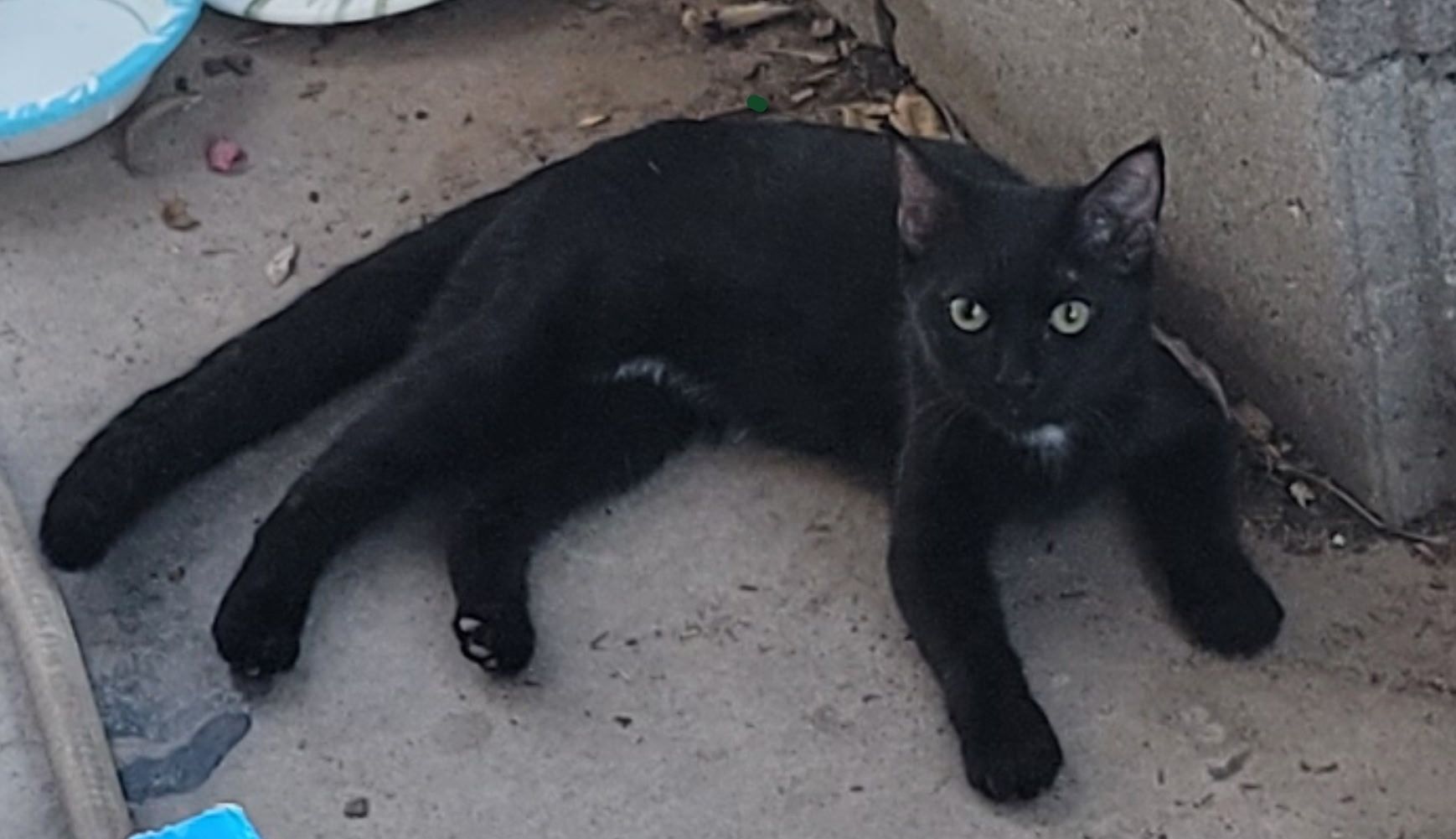 I am NOT the finder, just sharing. Found blact cat in Glendale