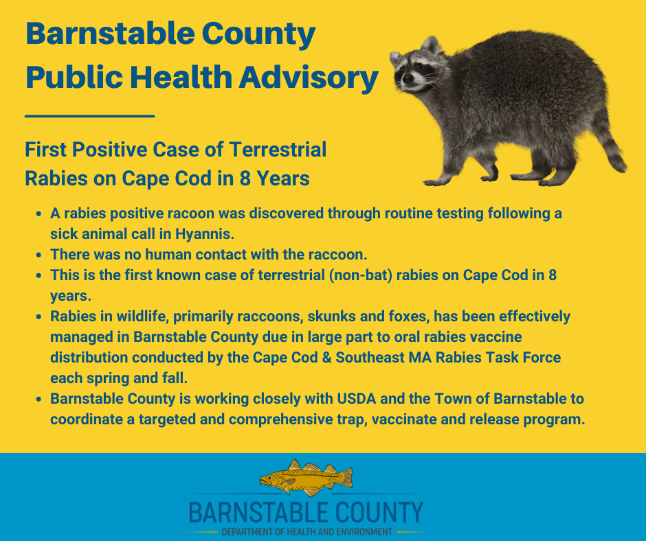 A rabies positive racoon was... - Town of Barnstable