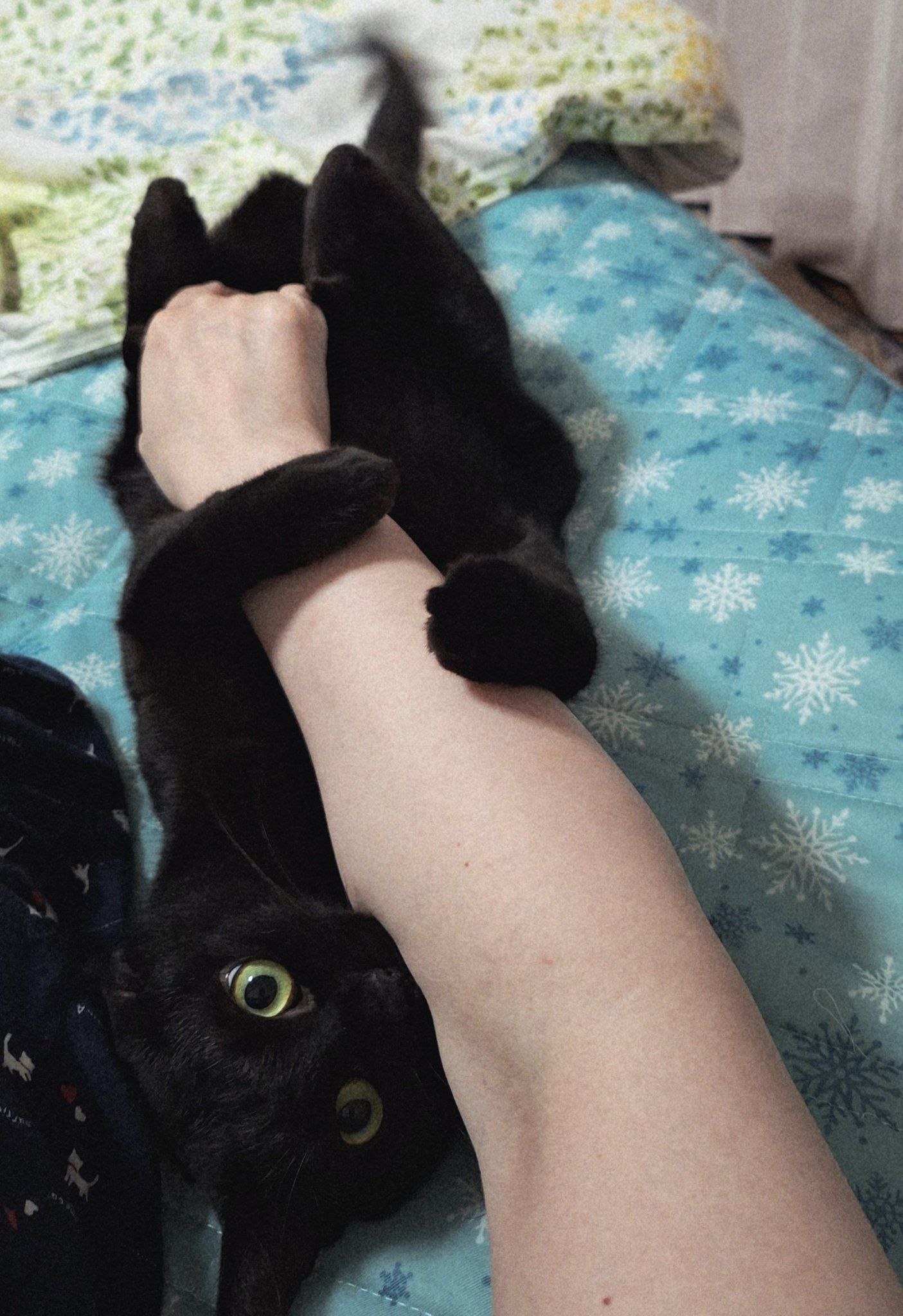 8月17日 黒猫感謝の日〜 8月17日は 「黒猫感謝の日