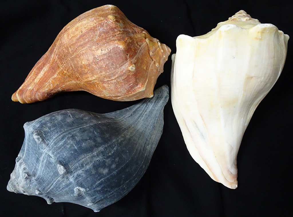 Cape Lookout National Seashore - These three snail shells are all from ...
