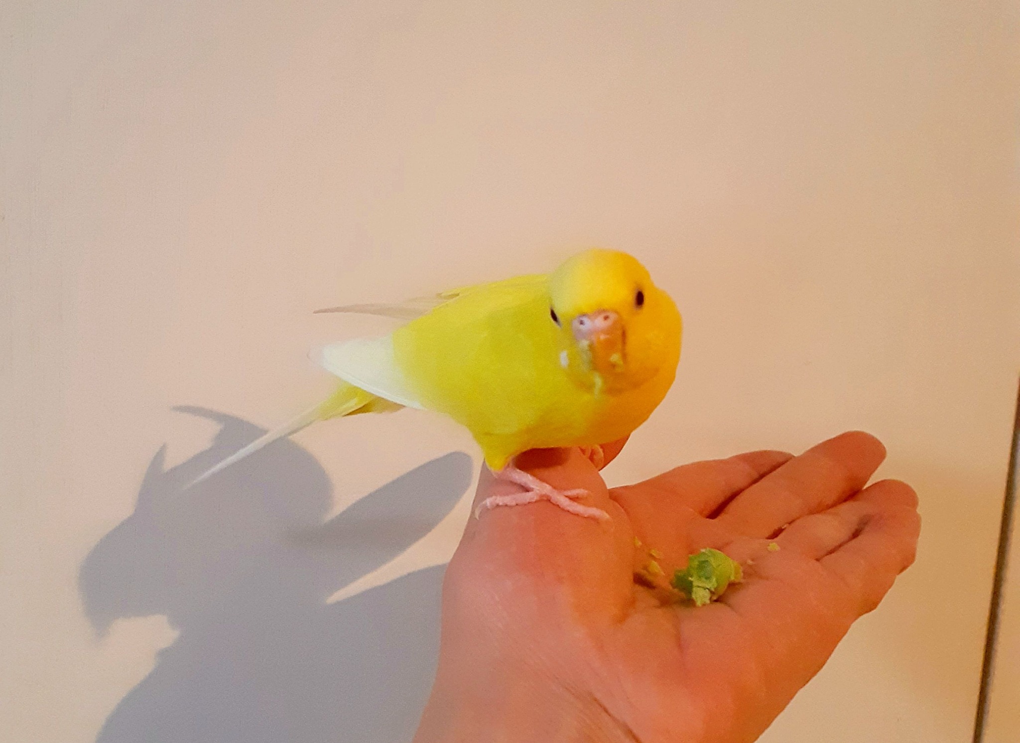 インコ大好き様♡ページ2点まとめ インコ大好き様♡ページ2点まとめ インコ大好き様♡ページ2点まとめ