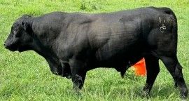 C&B Bull Rental | Rogersville MO
