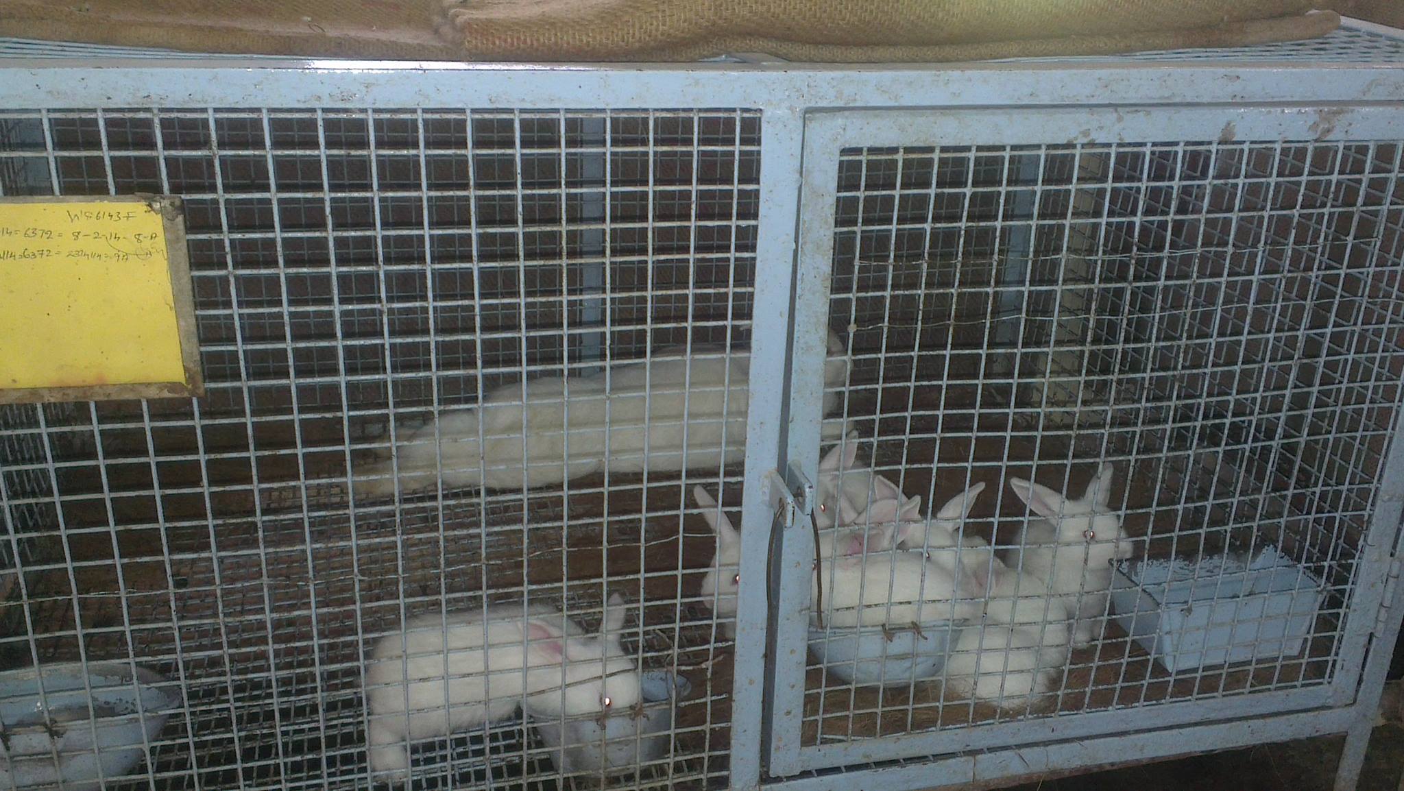 Icon Rabbit Farm | Thiruvananthapuram