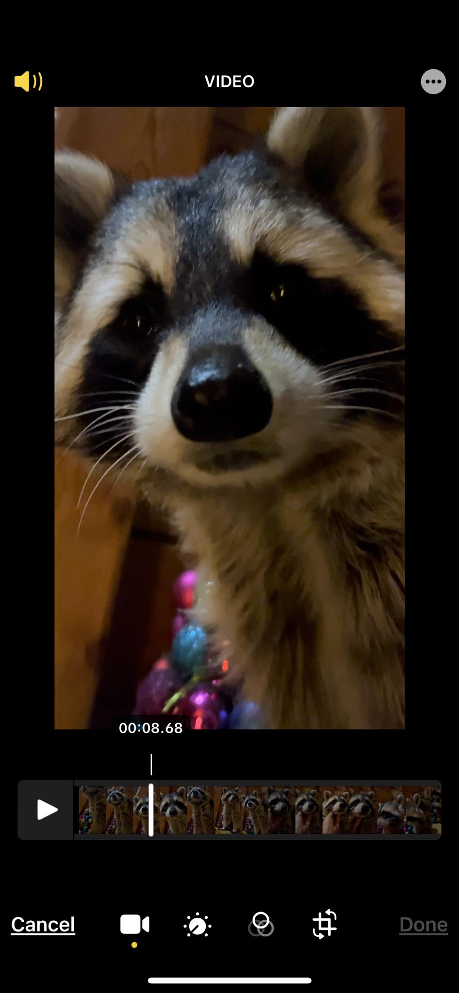 Diddles Raccoon