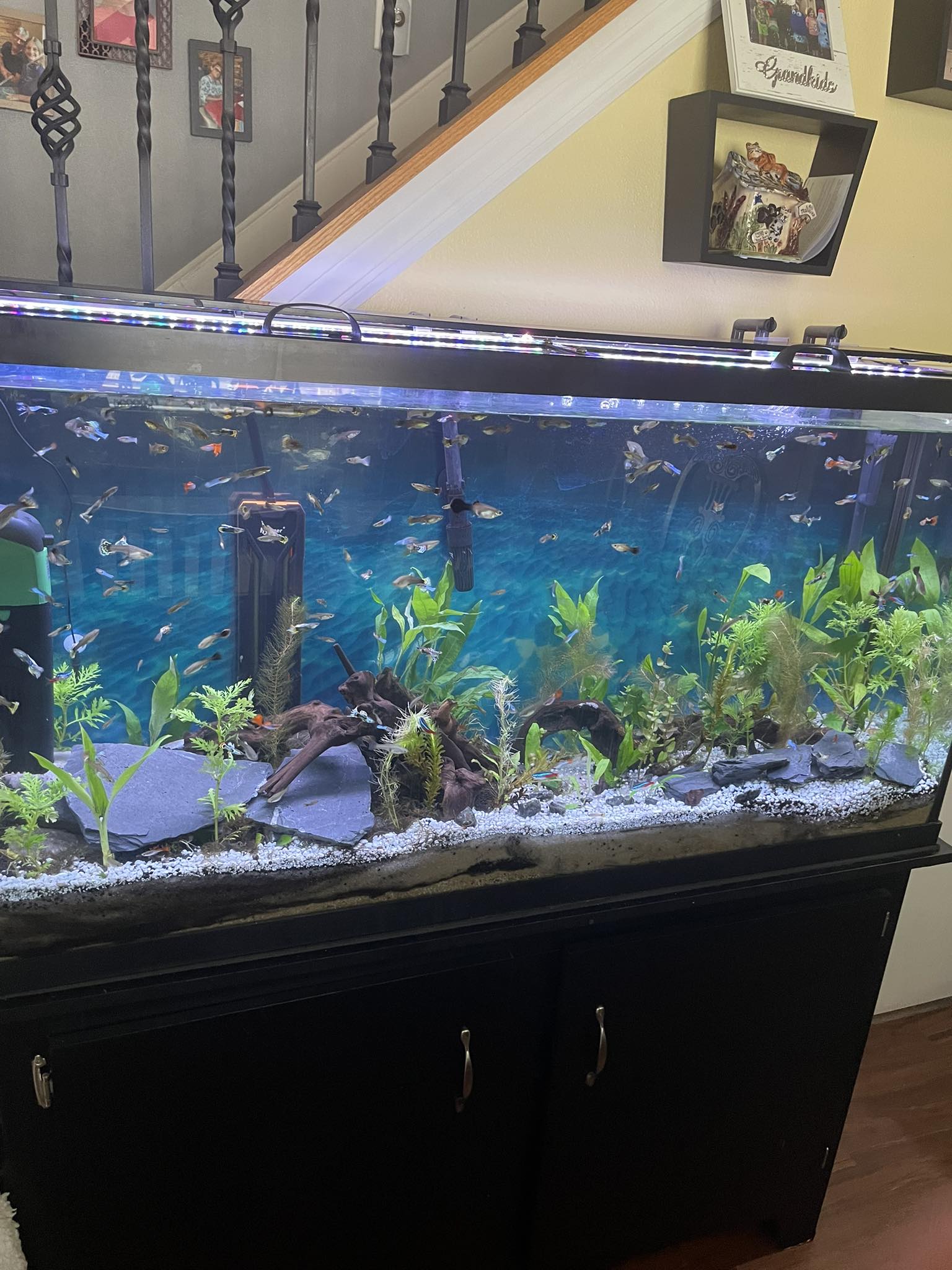 aquaforest fish v fish vitamin site www.plantedtank.net AF – ReefMarketSG Pte. Ltd Aquaforest Fish V 10ml Specialist Multivitamin Formula for Ornamental Fish Immunity Aquaforest Fish V is a specialist multivitamin formula designed to boost the immunity of all ornamental fish using equipment with guppies in