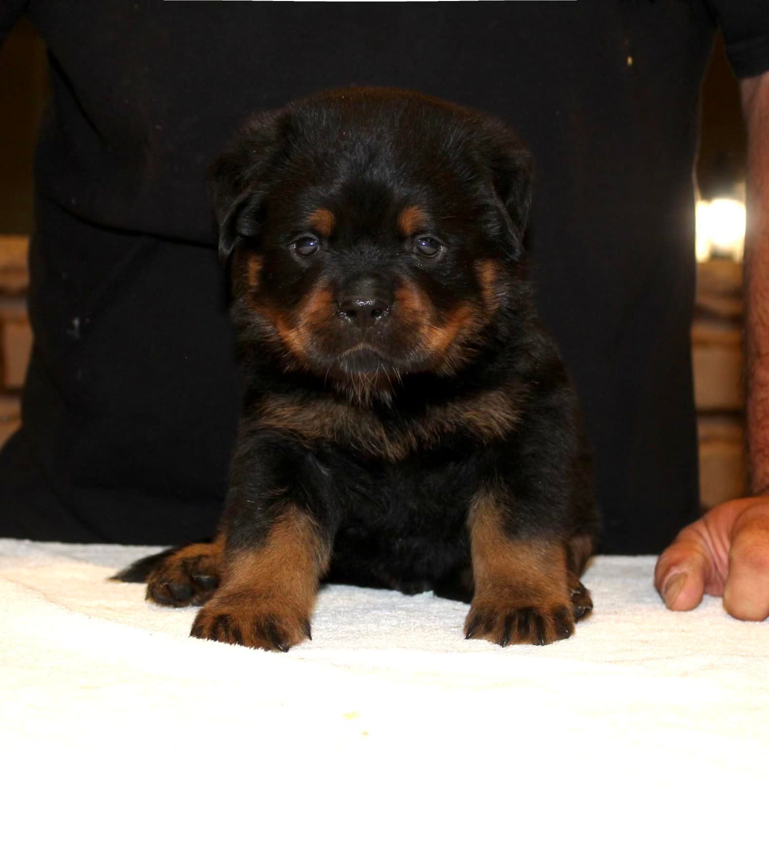 AKC German Rottweiler Puppies | Sun Valley CA