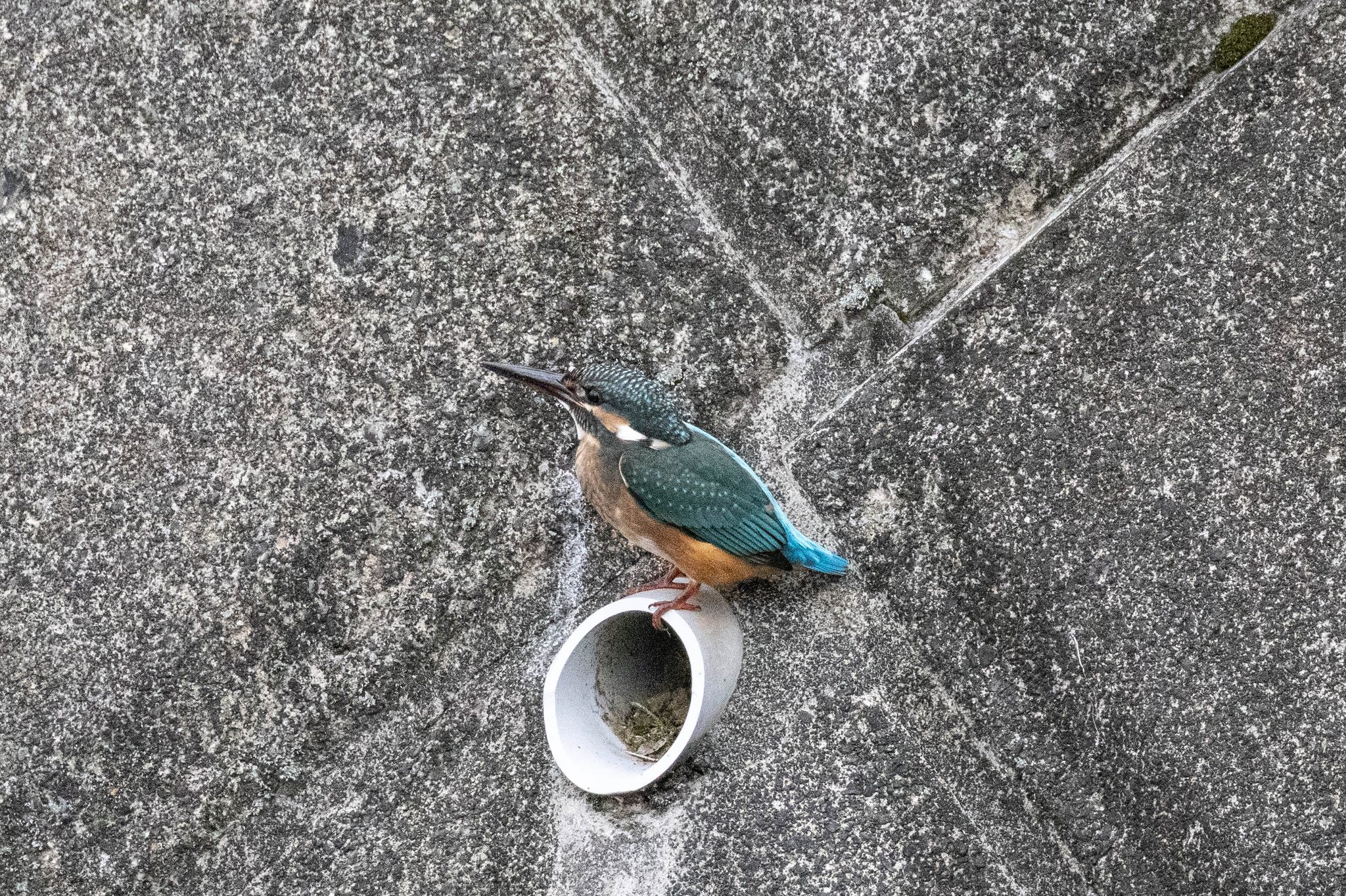 September 1, 2026 A young kingfisher 🐦 At Tsurumi River R7 + RF