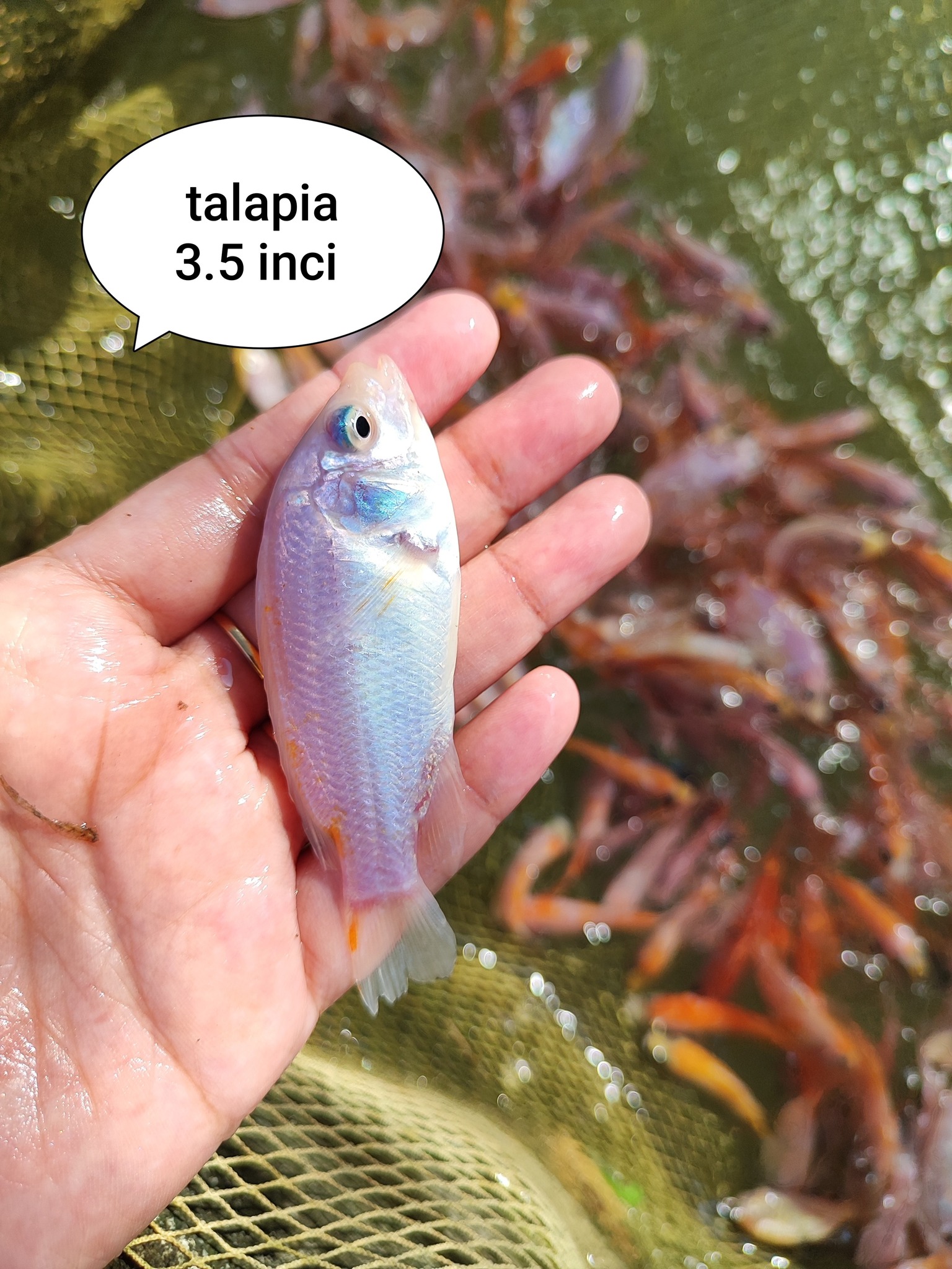 pembekal ikan talapia bandar baharu | Facebook