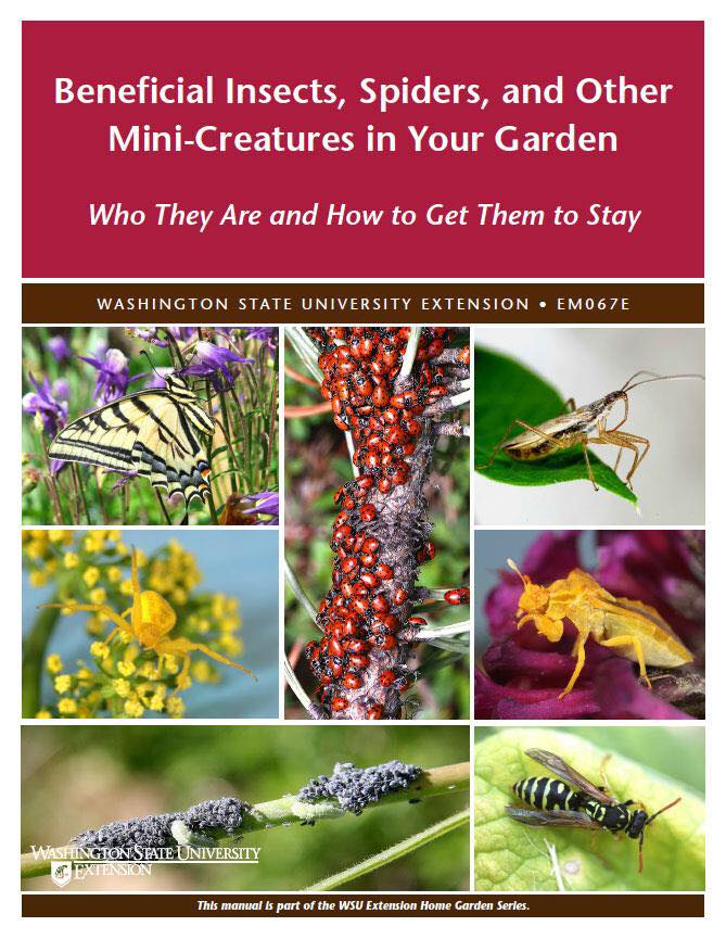 ️Most of the insects,... - WSU Pierce County Master Gardener