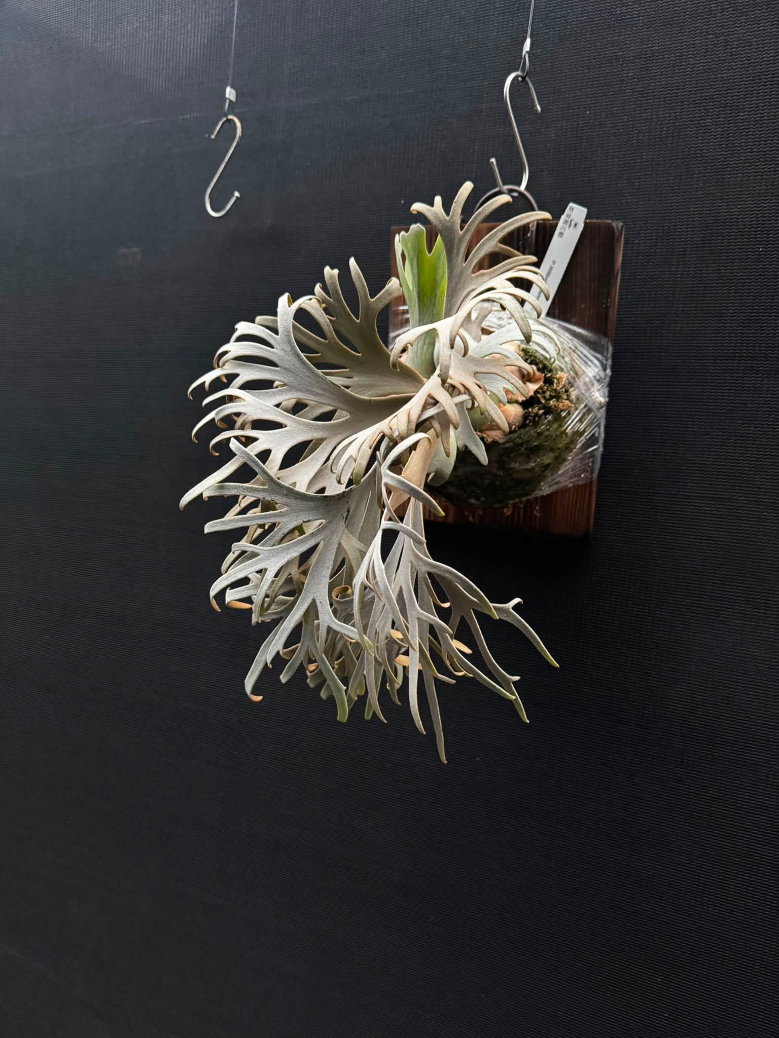 P. Willinckii Leonids 獅子座來自Alan's ferns的側芽自己的母本還在