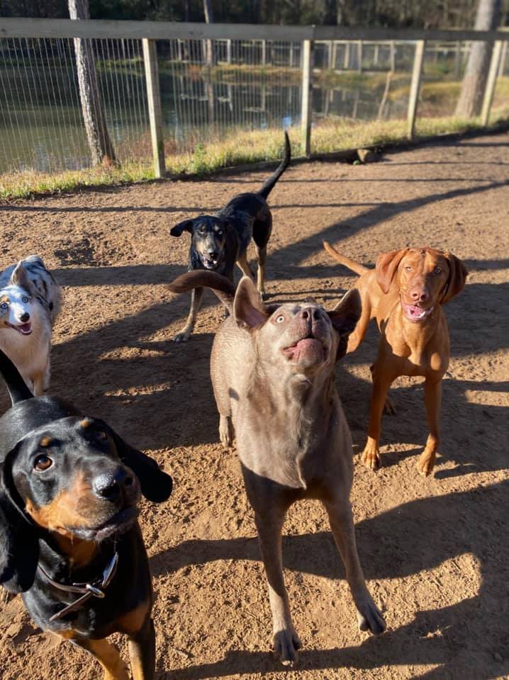 Ruff's Dog Ranch | Spring TX