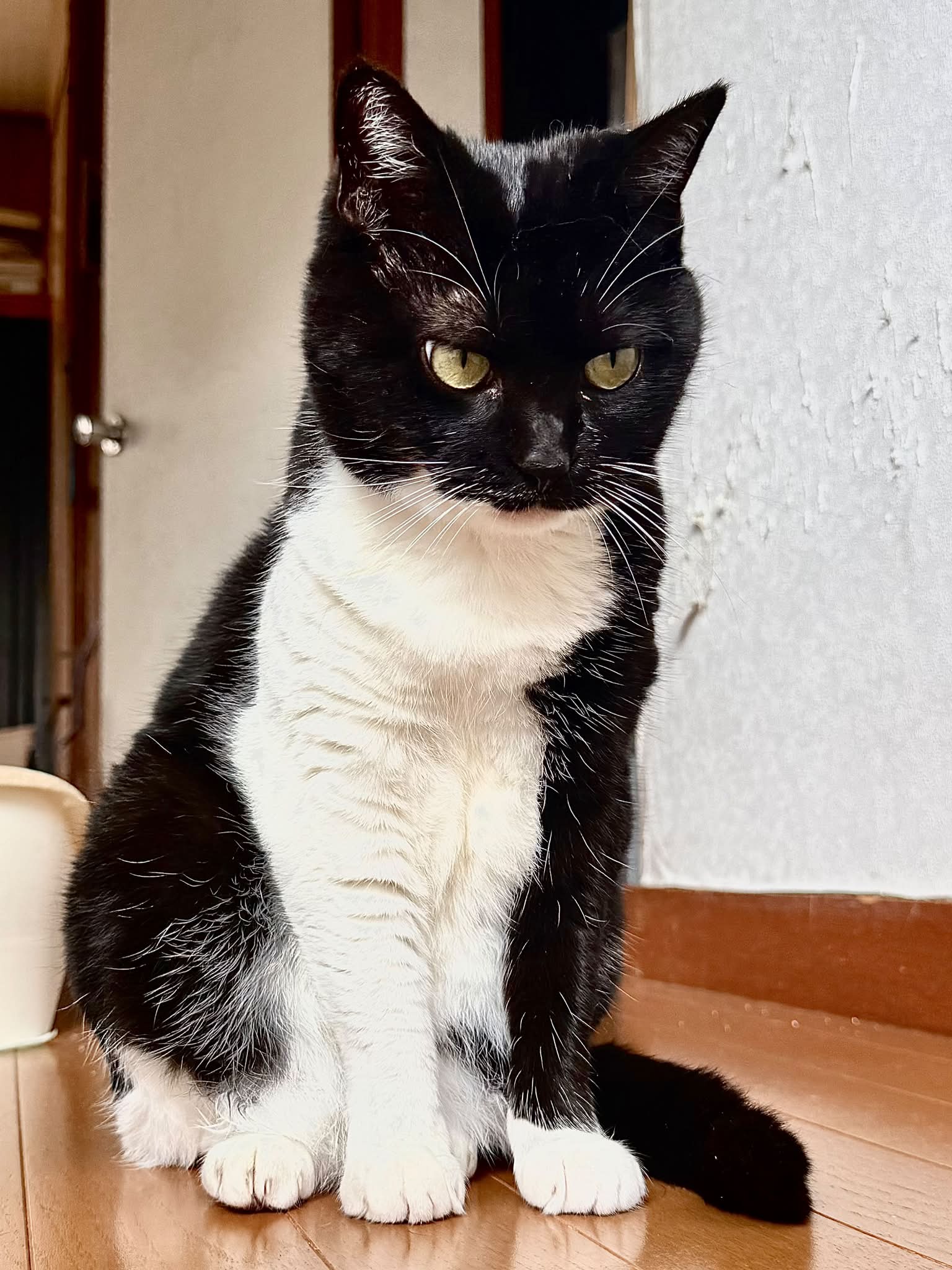 今日もまん丸お目目のみー子ちゃん😸