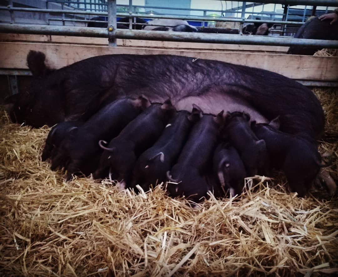 Maypole Pork - 🐽 Saturday dinner time ...Ali's piglets... | Facebook