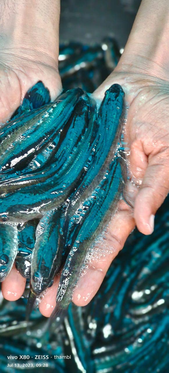 Mariyadan fish farm | Mattanur