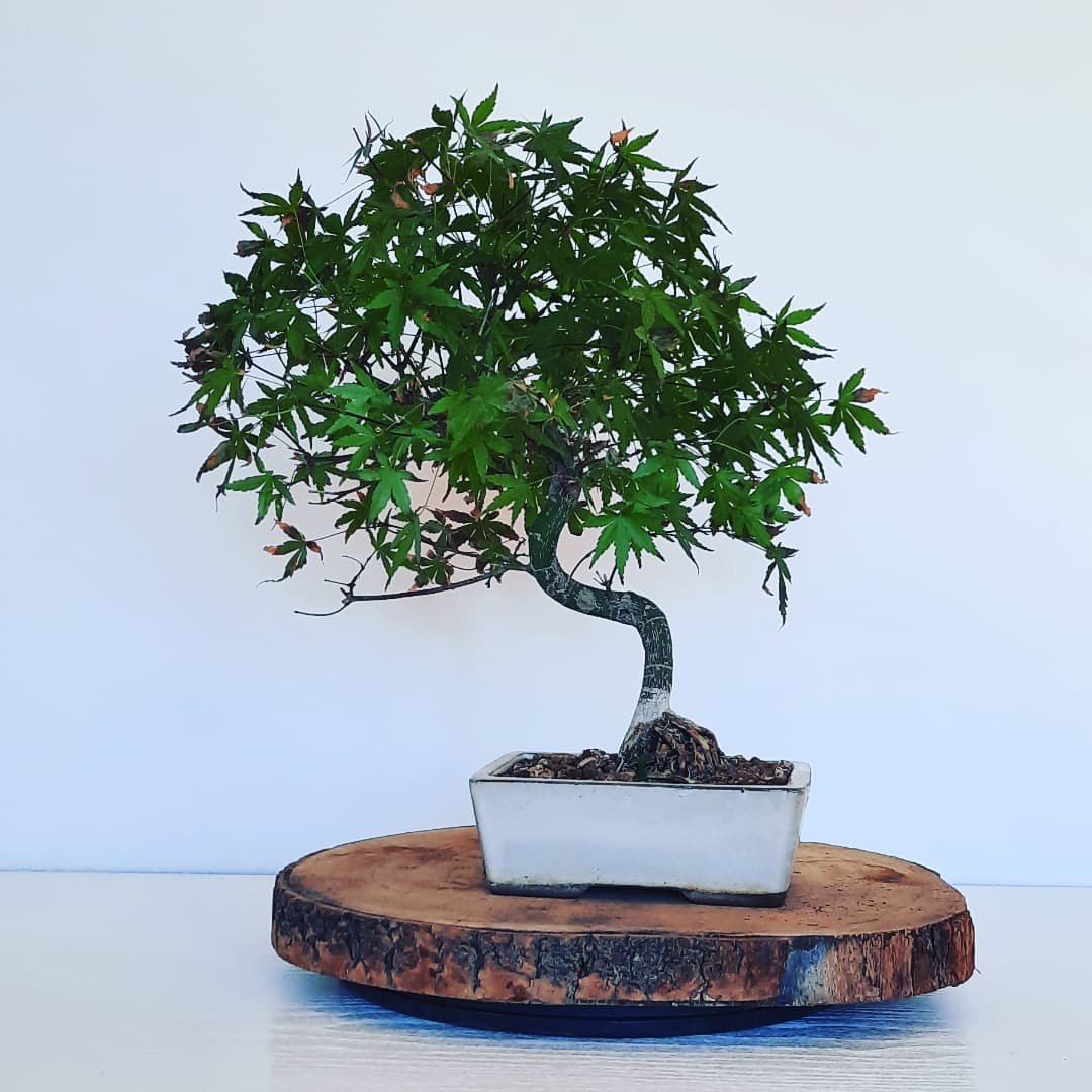 Bonsai - N°13 Junipero Chinens Itoigawa . Dentro de las variedades de ...