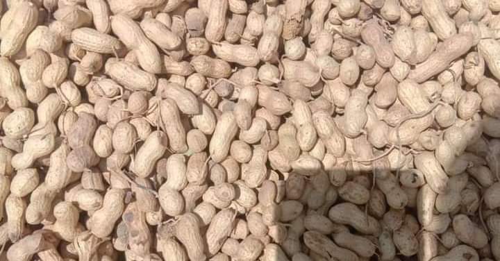 Peanuts & Peanuts | Islamabad