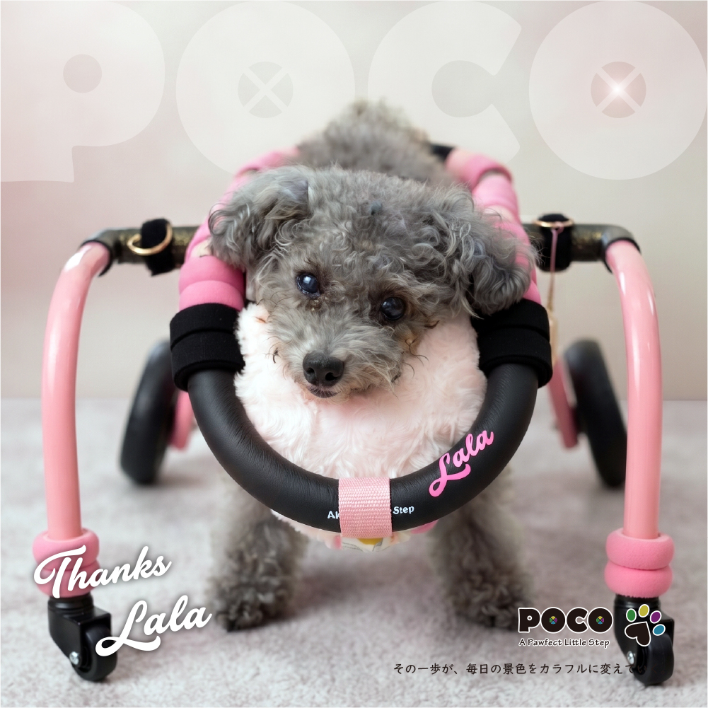 POCO オーダーメイド 愛犬用歩行器 POCO歩行器の新作リリース 「重力なんて、遊び相手だ🐾」 愛犬の新しい