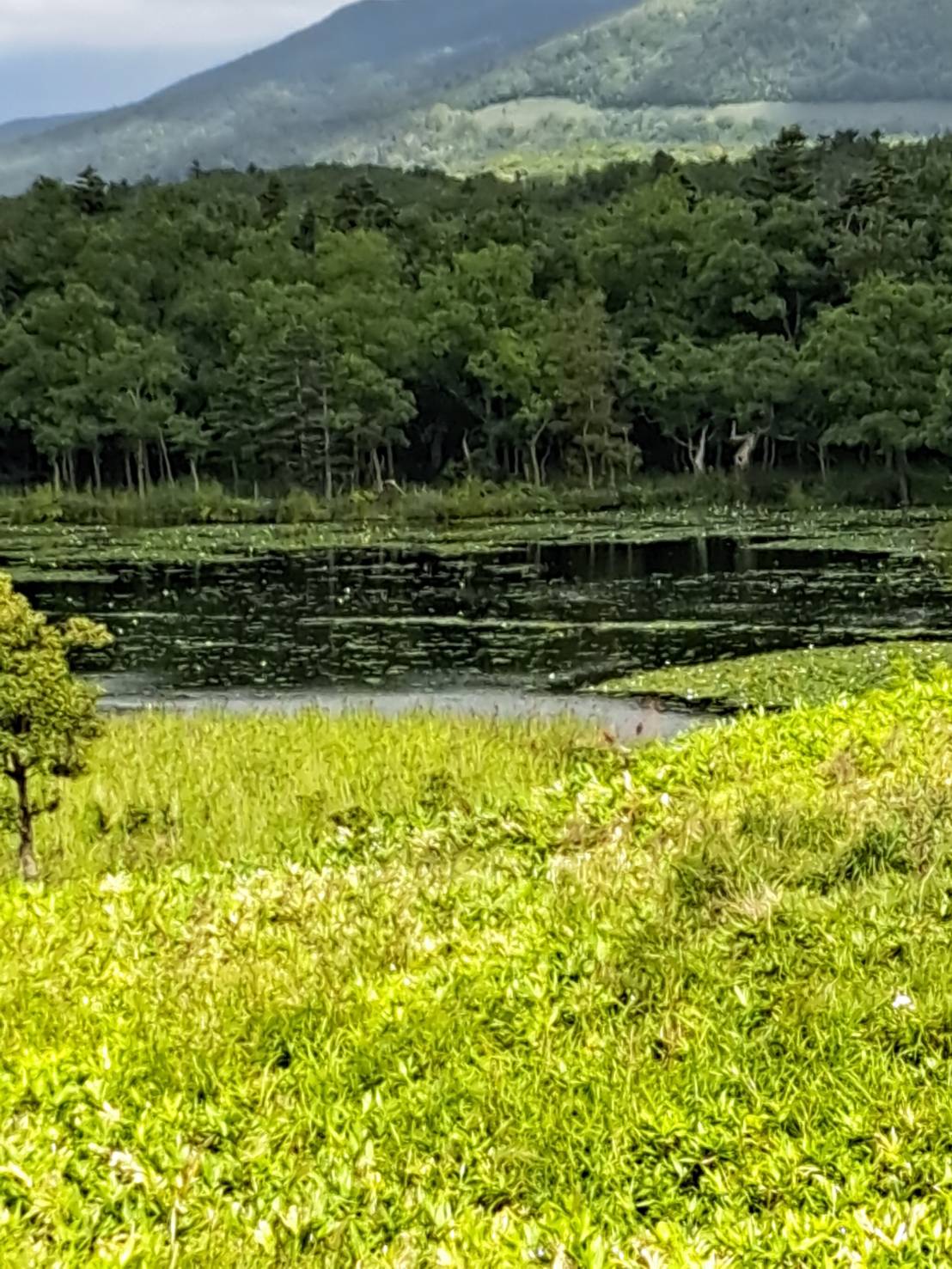 世界遺産の知床で撮った知床五湖の写真です。 ヒグマに遭遇する危険性