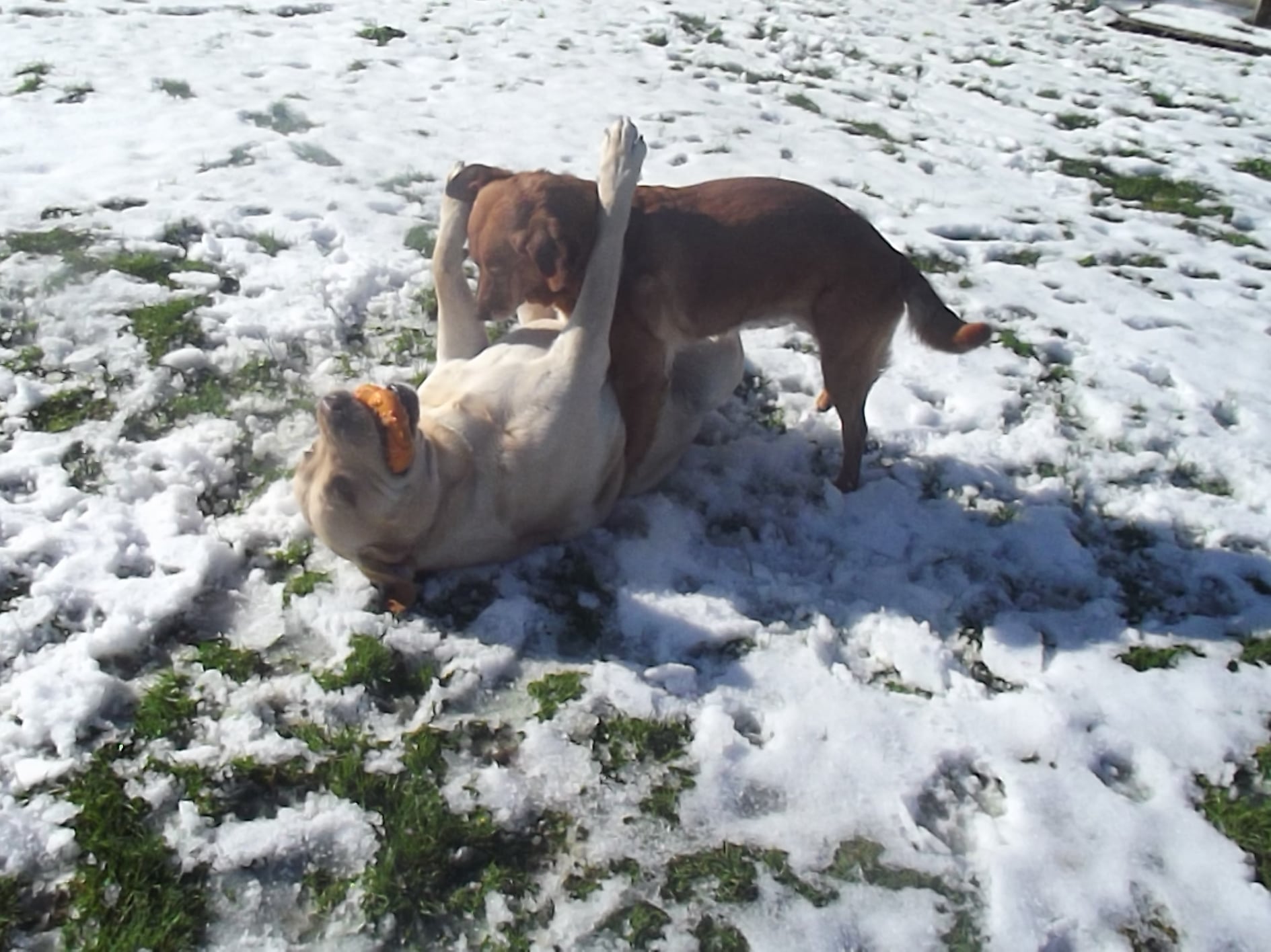 J'aime Mon Chien Plus Que Les Gens